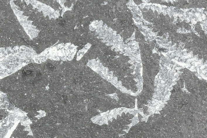 Fossil Graptolite Cluster (Didymograptus) - Great Britain #103420